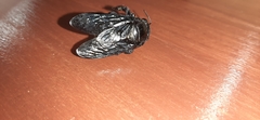 Xylocopa fimbriata