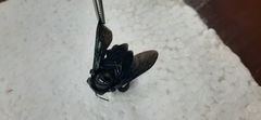 Xylocopa fimbriata