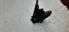 Xylocopa fimbriata