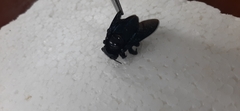 Xylocopa fimbriata