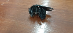 Xylocopa fimbriata