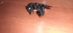 Xylocopa fimbriata