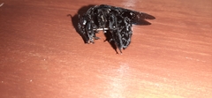 Xylocopa fimbriata