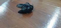Xylocopa fimbriata