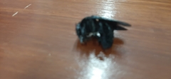 Xylocopa fimbriata