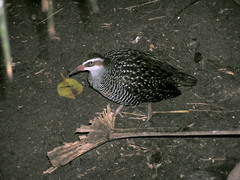 Gallirallus philippensis mellori