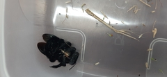 Xylocopa fimbriata