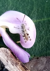 Heliastus sumichrasti