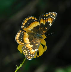 Chlosyne californica