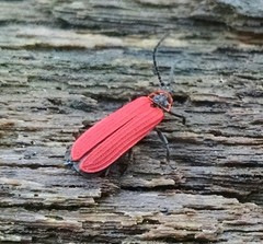Dictyoptera aurora