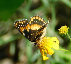 Chlosyne californica