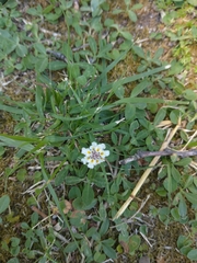 Phyla nodiflora minor