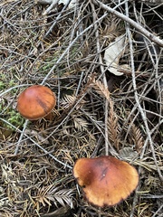 Cortinarius californicus