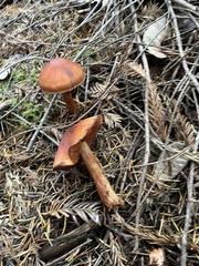 Cortinarius californicus