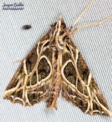 Charca fulminea