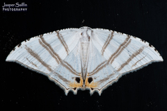 Epiplema albipennaria