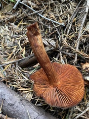 Cortinarius californicus