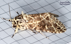 Lichnoptera pollux
