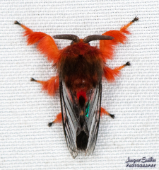 Thoscora
