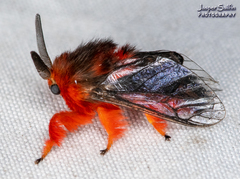 Thoscora