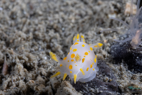 Four-lined Polycera