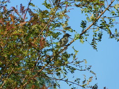 Vireo cassinii