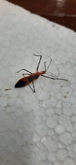 Zelus longipes