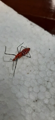 Zelus longipes