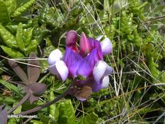 Lathyrus magellanicus