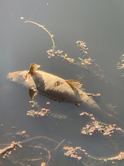 Orthodon microlepidotus