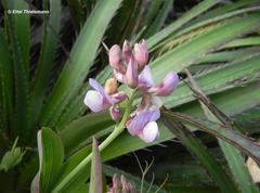 Lathyrus magellanicus