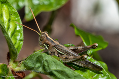 Schistocerca quisqueya