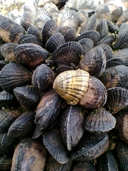 Siphonaria lessonii