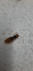 Aculeata