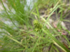 Carex inversa