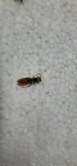 Aculeata
