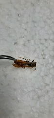 Aculeata