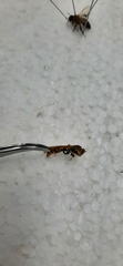 Aculeata
