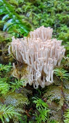 Ramaria acrisiccescens