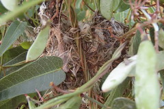 Acanthorhynchus tenuirostris