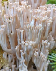 Ramaria acrisiccescens