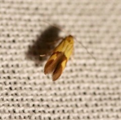 Lepidoptera