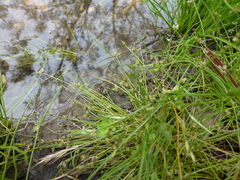 Isolepis levynsiana