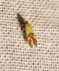 Lepidoptera
