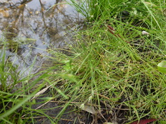 Isolepis levynsiana