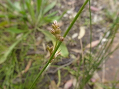 Juncus pauciflorus