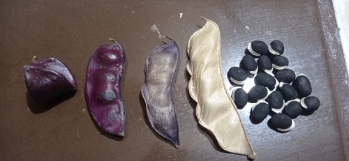 Lablab purpureus