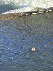 Mergus merganser