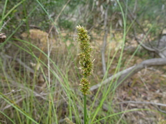 Carex tereticaulis