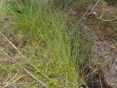 Carex tereticaulis